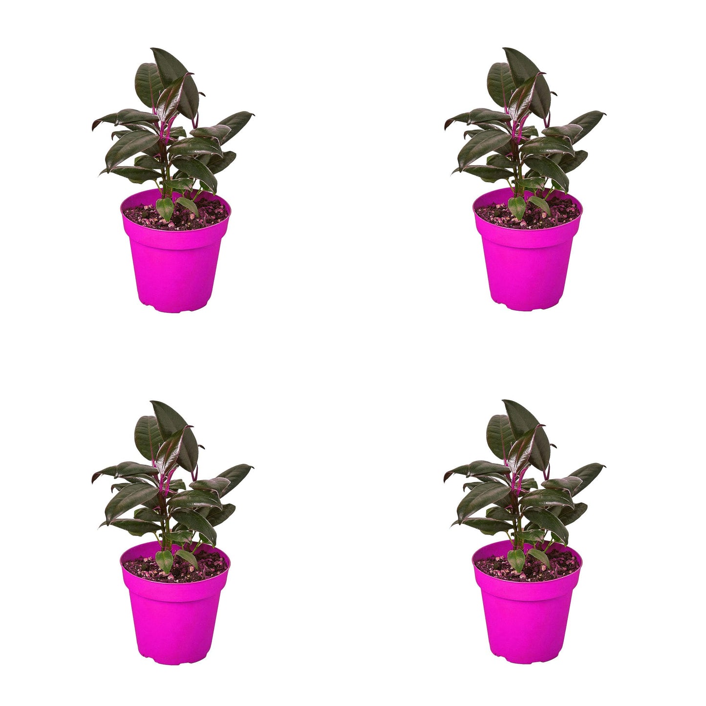 4 Pack Ficus Elastica 'Burgundy' in 4in Pot - Live Plants Tropical Houseplants | Variegated | USA Growers | The Snobby Leaf