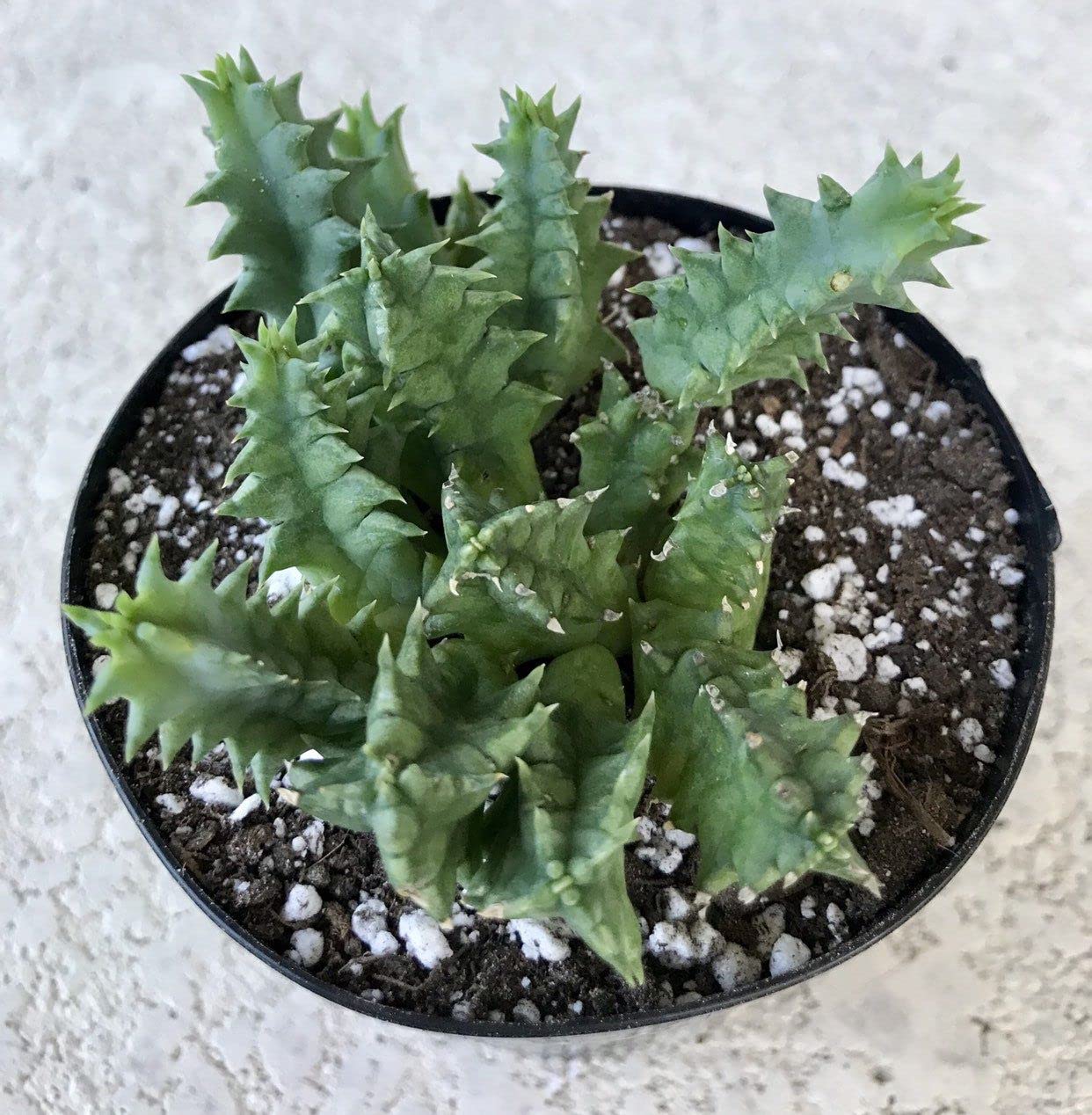 Lifesaver Cactus - Live Plant in a 4 Inch Pot - Huernia Zebrina - Rare Flowering Indoor Cactus with Red Star Bloom – Exotic, Easy-Care Houseplant for Shelf, Desk, or Windowsill