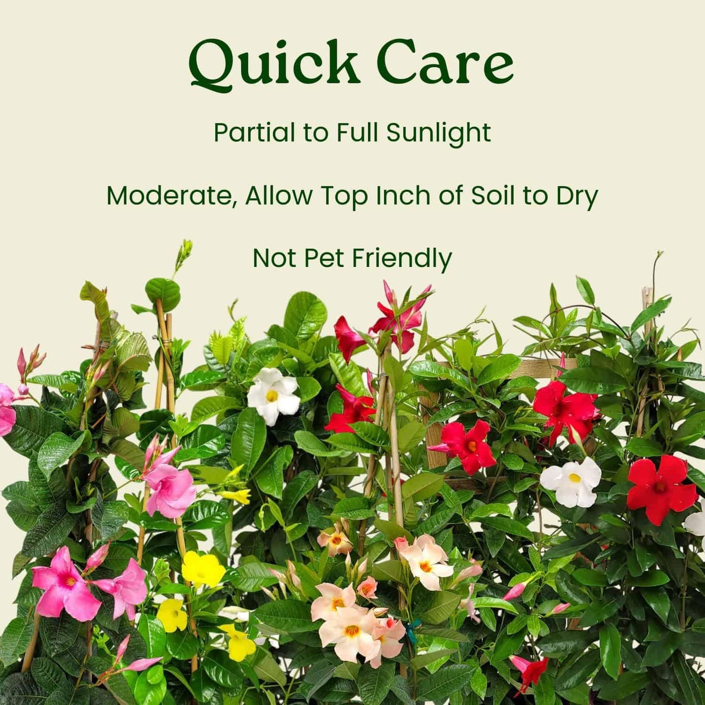 Tropical Plants of Florida White Mandevilla Trellis Live Plant - 1 Gallon 18 to 20 Inch Tall Tropical Flowering Vine Hoop Support Indoor Outdoor Patio Plant