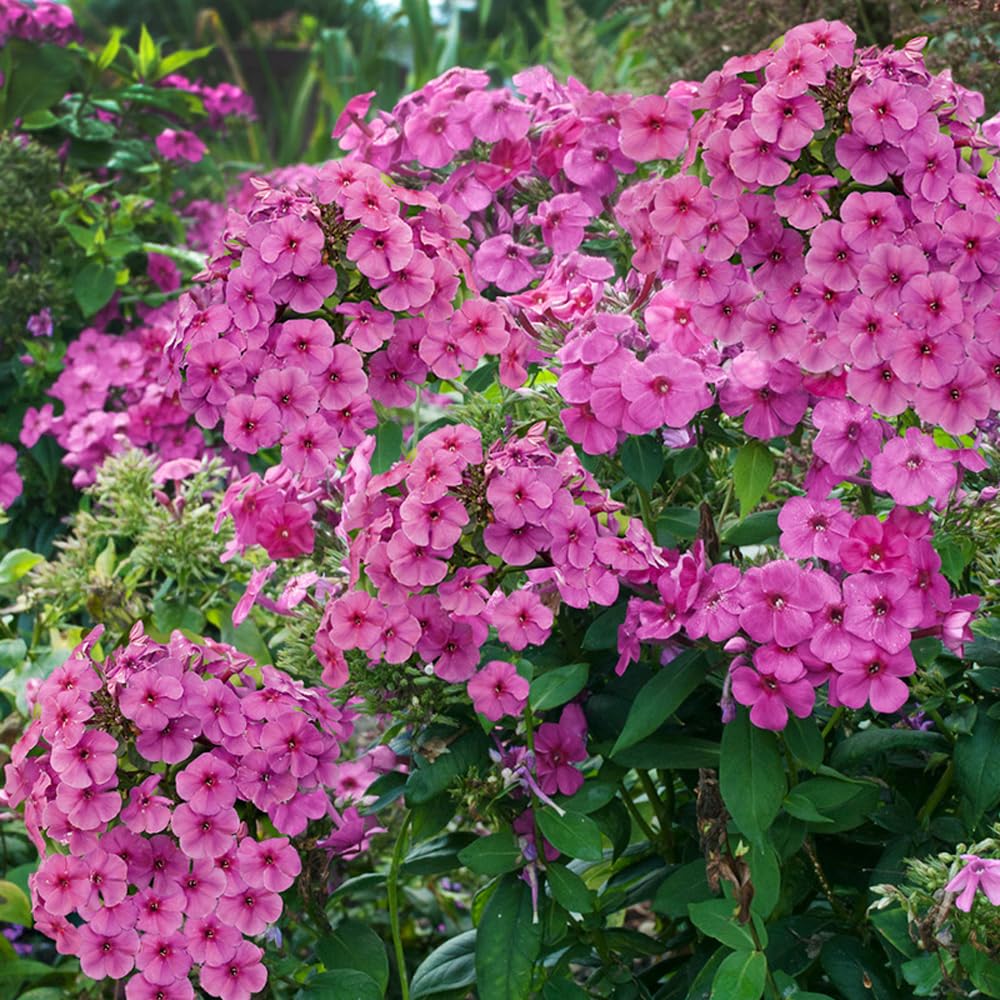 Complete Perennial Pollinator Flower Bulb Garden - 30 Bulbs for 50 Days of Continuous Blooms (Summer Color from July Through October) - Easy to Grow Summer Planting Bulbs by Willard & May