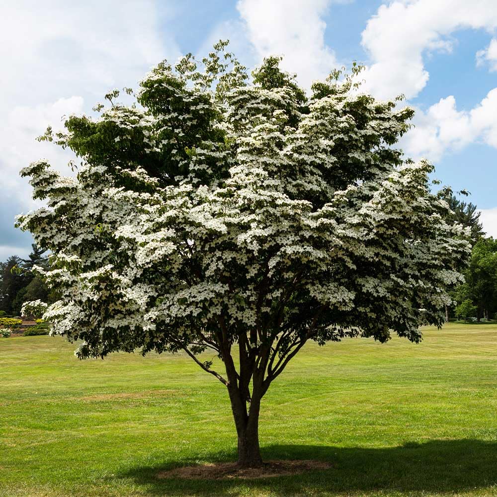 10 Kousa Dogwood Trees - 12-24" Tall Live Plants - White Ornamental Japanese Flowering Trees - Cornus kousa - (10 Pack)