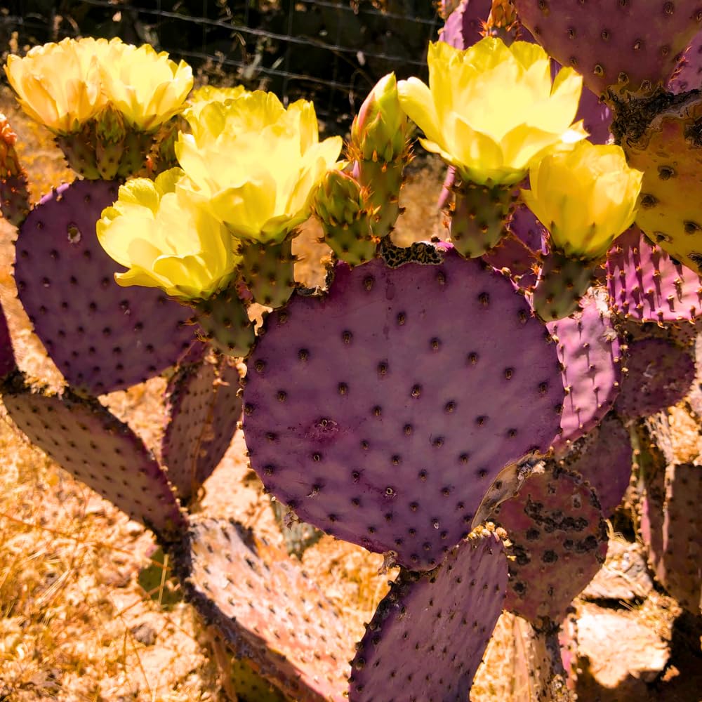 Prickly Pear Cactus Plant, Purple Prickly Pear Live Plant Perennial Outdoor Garden 3-5 Inches
