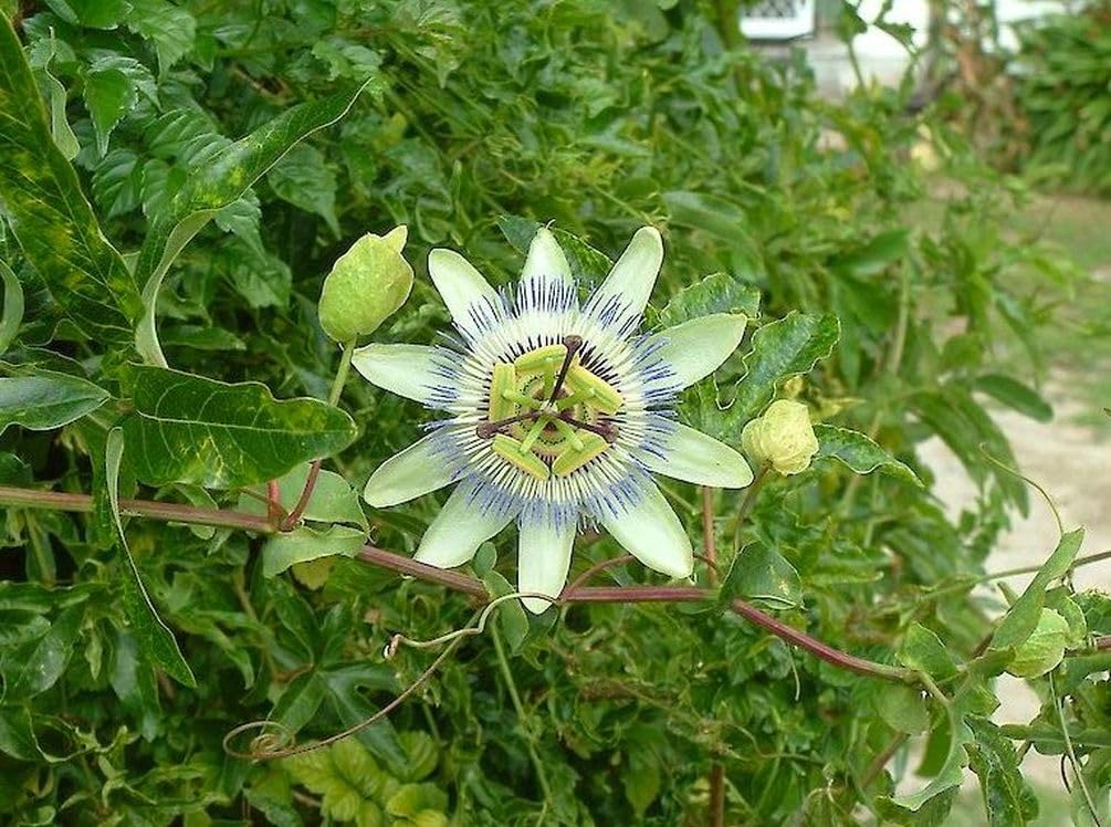 400 Pcs Passion Fruit Flower Seeds for Planting