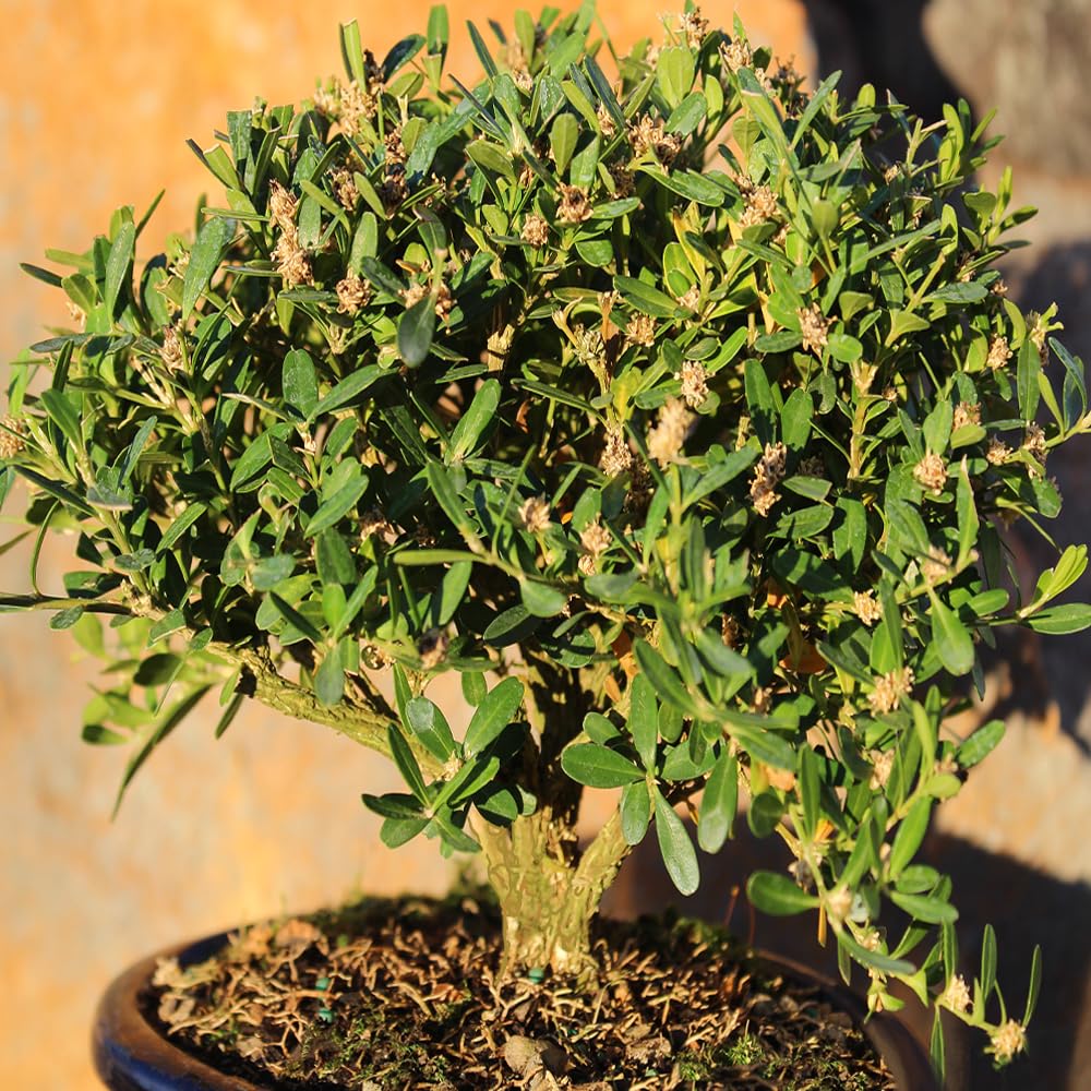 Brussel's Live Harland Boxwood Outdoor Bonsai Tree - 3 Years Old; 6" to 8" Tall with Decorative Container