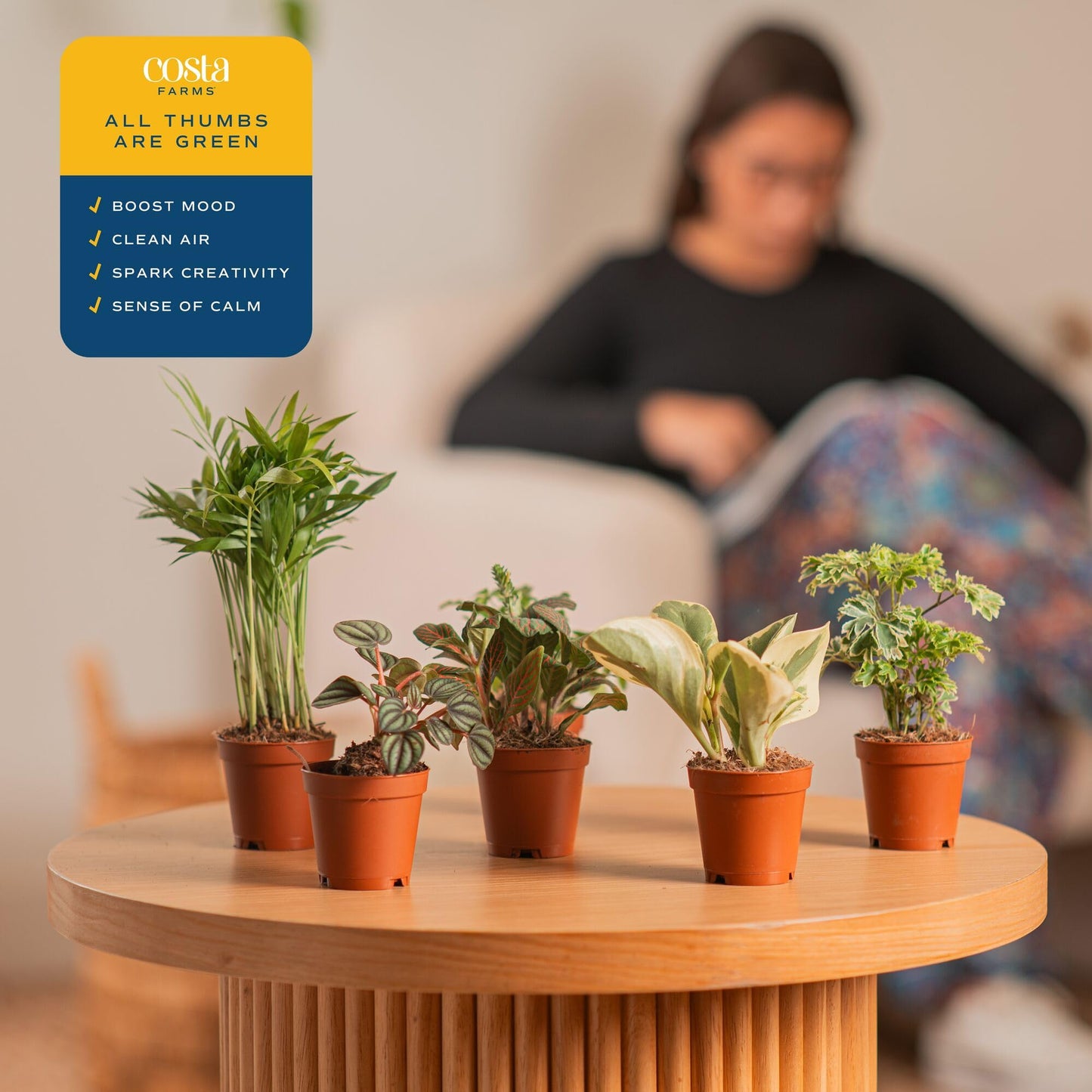 Costa Farms Live Mini Indoor Plants in Plastic Pots, Easy to Maintain, Air Purifying Houseplants, Home, Room, or Office Decor, House Warming or Birthday Gift, 4-6 Inches Tall, Pack of 6