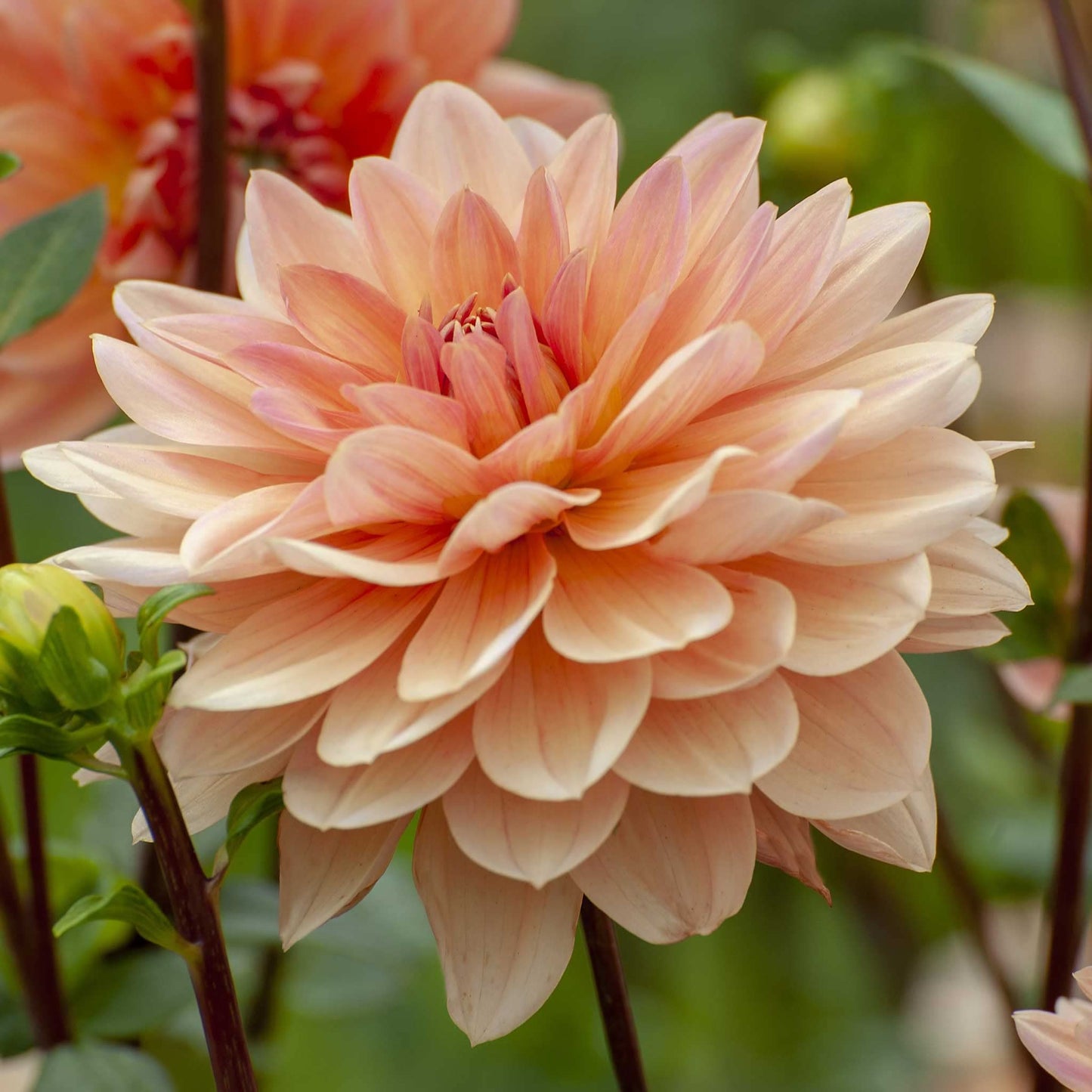 Eden Brothers Dahlia Bulbs - Apricot Desire, Non-GMO Bulbs for Planting, 2 Bulbs | Low-Maintenance Flower Bulbs, Plant During Spring, Zones 8, 9, 10, 11