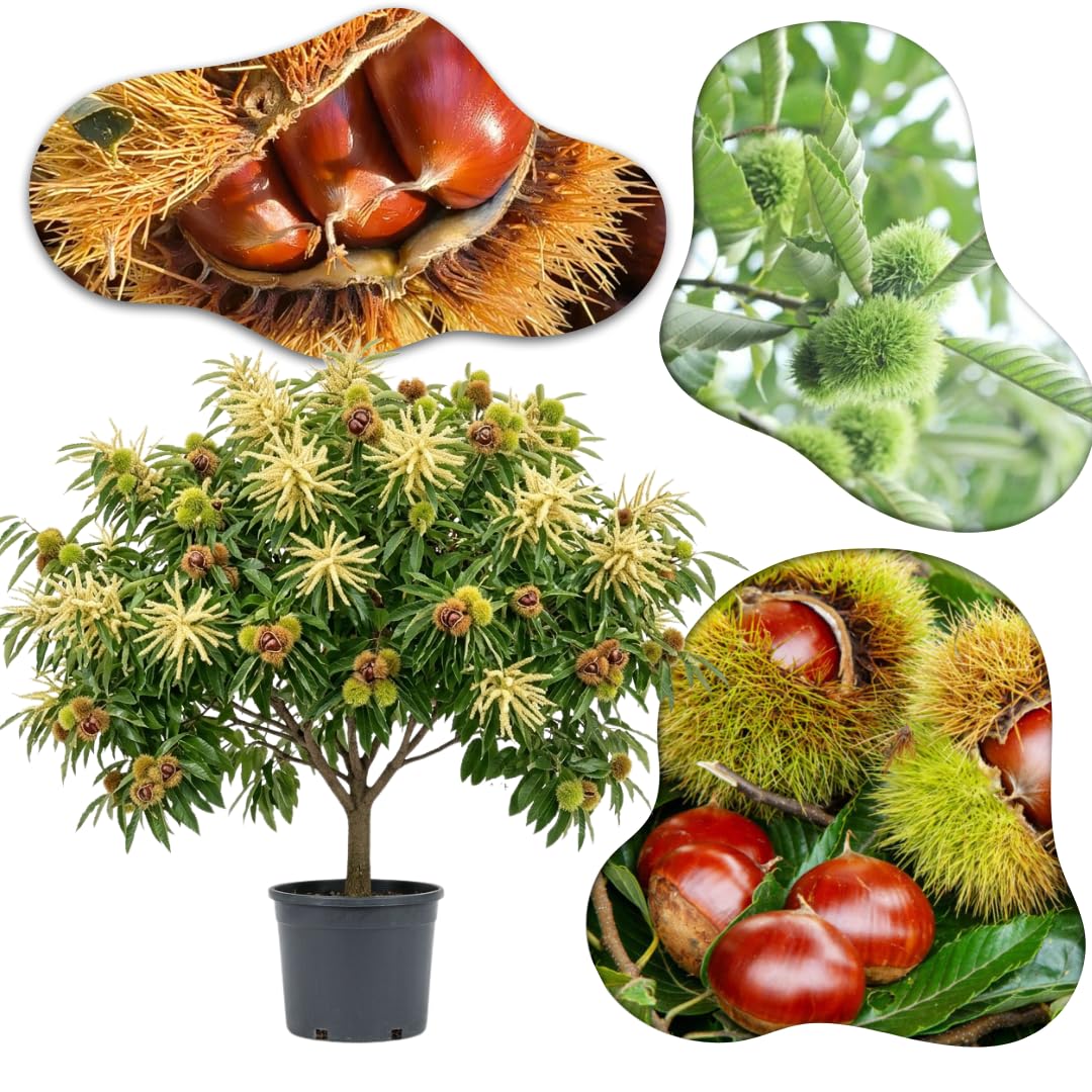3 Years Old Chestnut Tree Live Plant, 2-3 Feet in 3 Gallon Well Rooted, Cold Hardy Chesnut Plant for Outdoor Spring Planting, No Ship to CA