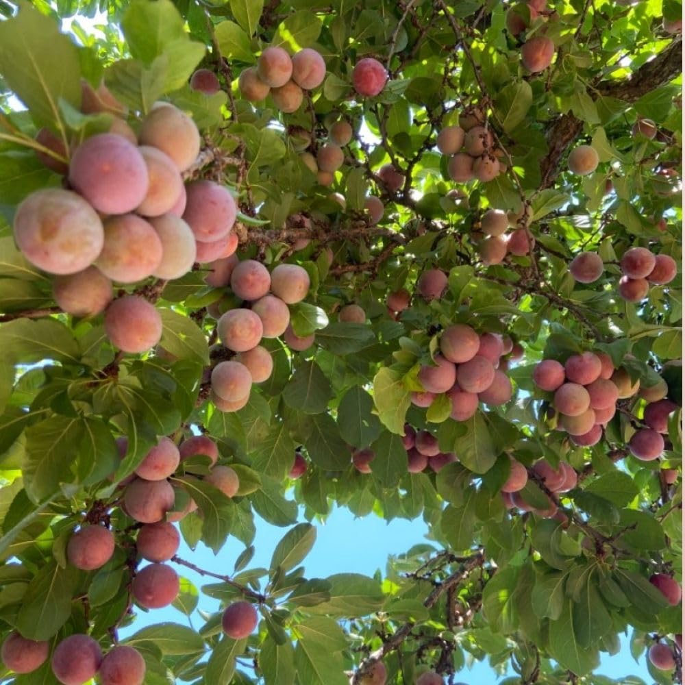 Methley Plum Tree 2-3 Feet Tall in 3 Gallon Pot, Red Purple Plum Plant Live, Hardy PlumsTrees for Planting Outdoor Garden, No Ship to CA