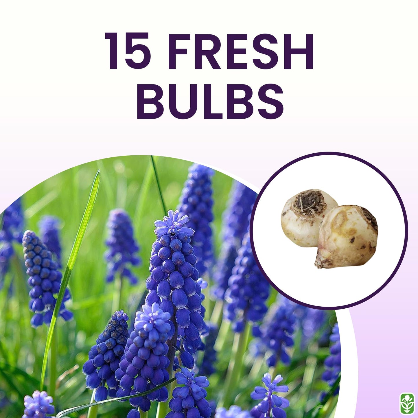 Grape Hyacinth Bulbs - 15 Muscari Armeniacum Bulbs for Planting - Grows 6-8" Tall - Flower Bulbs for Spring Planting - Indoor Forcing