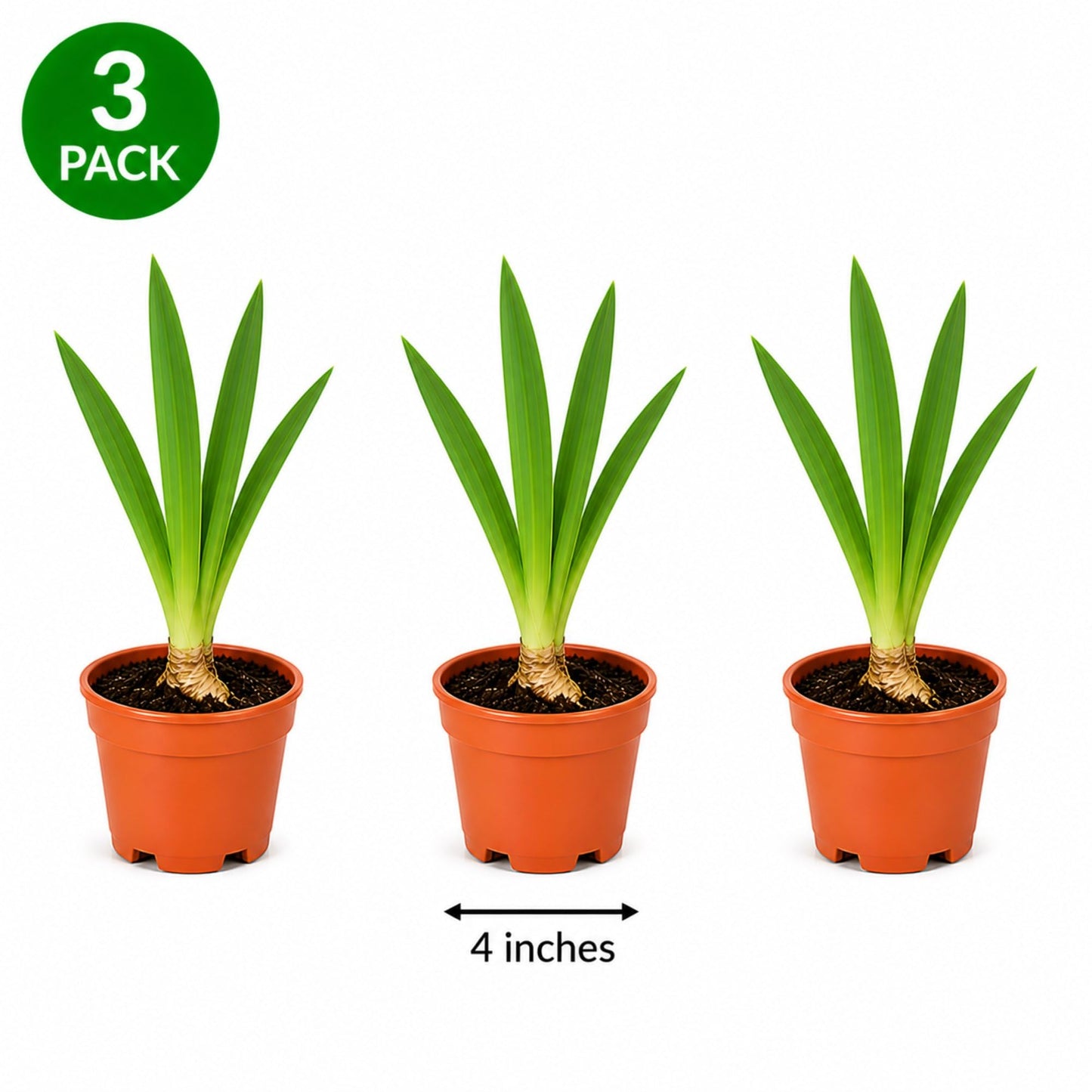 Easy to Grow Bearded Iris Colorful Mix 3 Potted Plants - Spring to Fall Flowers in Full Sun, Established Rooted Rhizomes in 4" Quart Pots - Low Maintenance, Drought Tolerant, Hardy Perennials