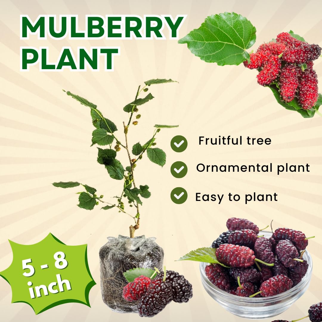 Red Mulberry Tree Live Plant for Planting 5 to 8 Inch Tall, Everbearing Mulberry Bush Live Plant, Mulberry Plant Live, Mulberries Fruit