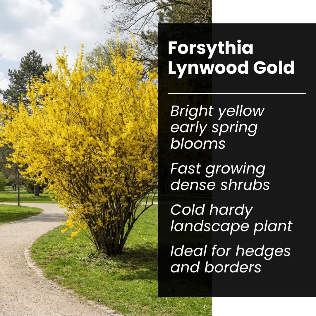 Live Forsythia Lynwood Gold Plants (3-Pack) – Fast Growing Yellow Flowering Shrubs – Hardy Spring Bloom Landscape Bushes – Outdoor Hedge & Border Plants