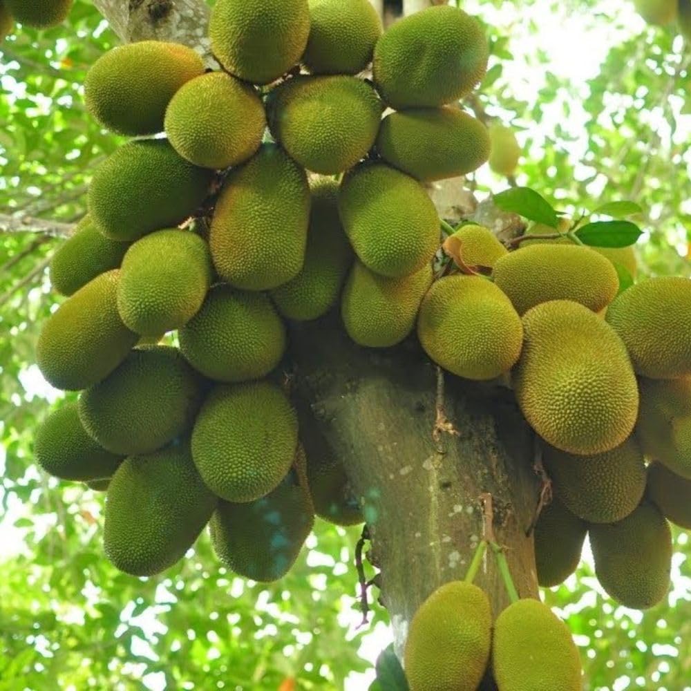 Jackfruit Tropical Live Plant 2-3 Feet in One Gallon Pot, Sweet Jackfruit Fruit Tree for Planting Outdoor, Tropical Jackfruit Fruit Plant for Indoor Outdoor Garden or Landscape