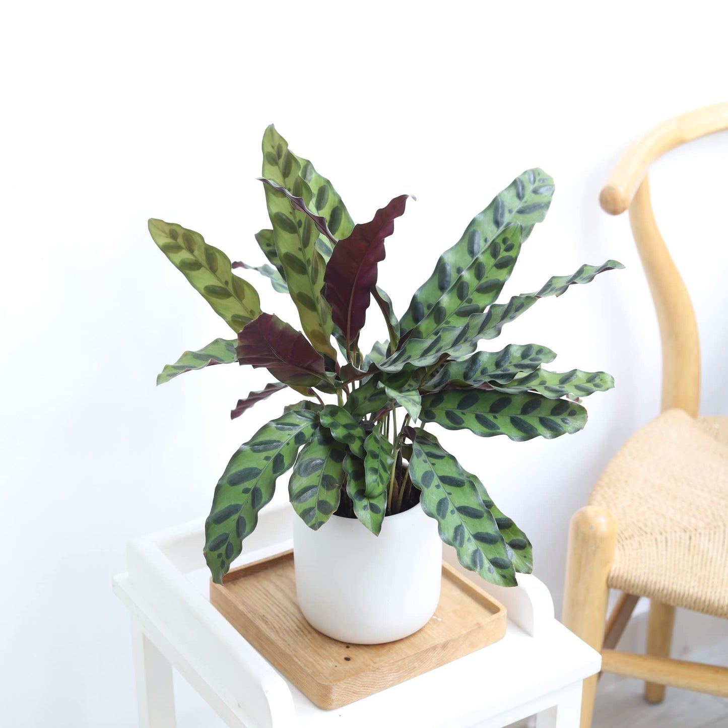 Calathea Lancifolia Rattlesnake Plant (4" Grower Pot) - Healthy Houseplant - Easy Care Indoor Houseplant