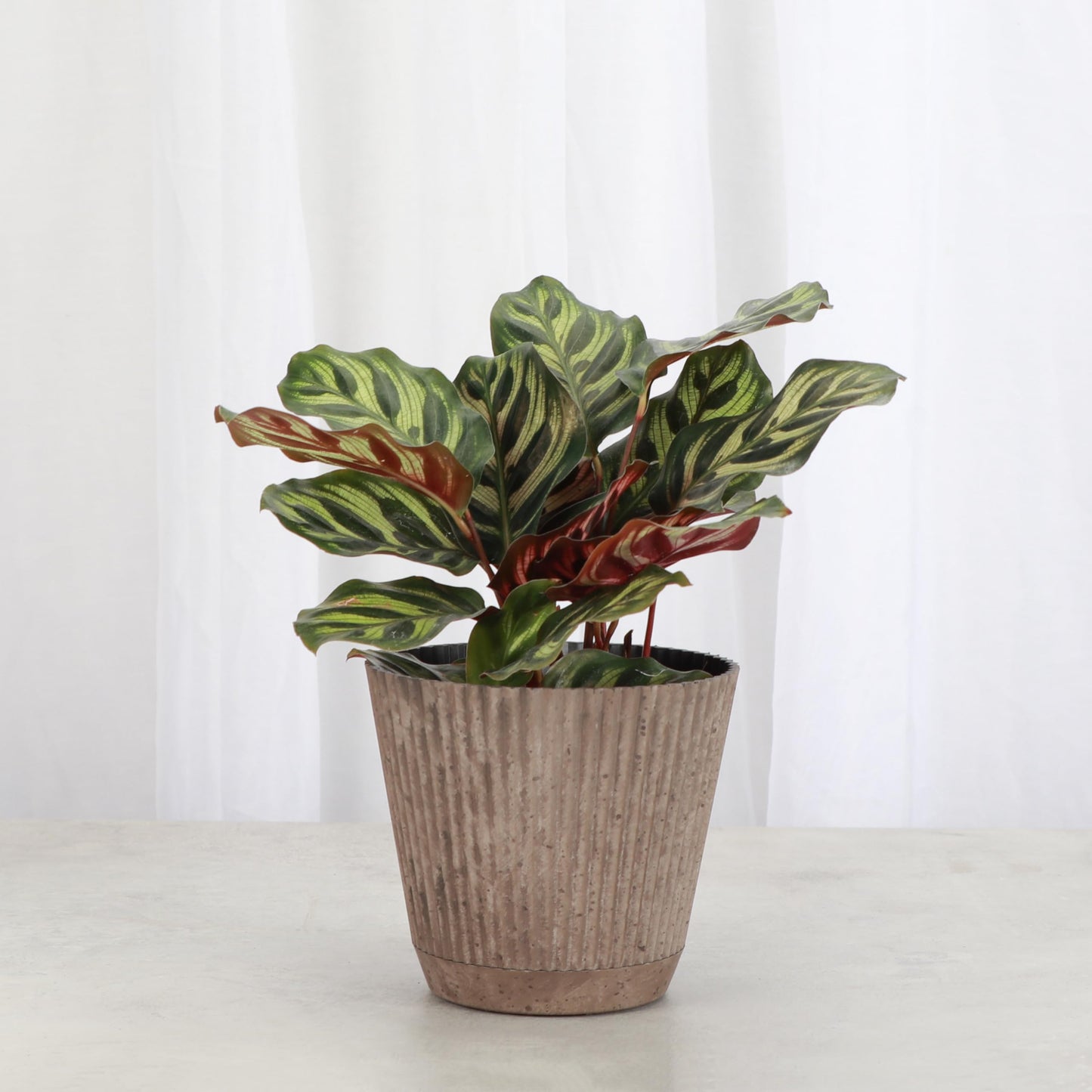 Thorsen's Greenhouse Peacock Calathea, Live Indoor Plant, Safe for Pets, Colorful Foliage, Rare Variety, Peacock Plant, 4" Diameter (Coffee)