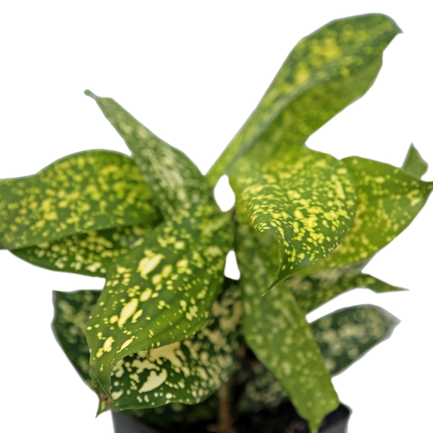 12 Pack Live Florida Beauty Golddust Spoted-Leaf Dracaena Surculosa, Variegated Indoor Potted Houseplant, Office Gift, Get Well Gift, Birthday Gift, Thank You Gift in 3" Pot
