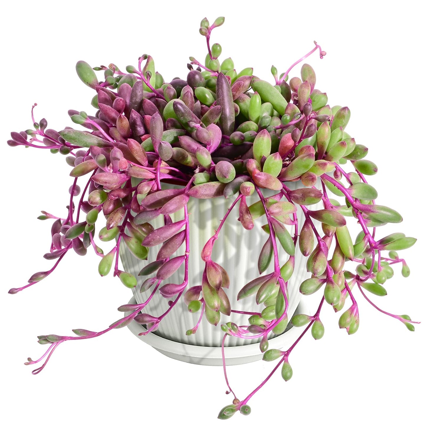 Sprout N Green 4" Ruby Necklace with White Stripe Pot, Live Othonna capensis L.H.Bailey Succulent, Purple Hanging Trailing House Plant for Home Office Wedding Decoration DIY Project Party Favor