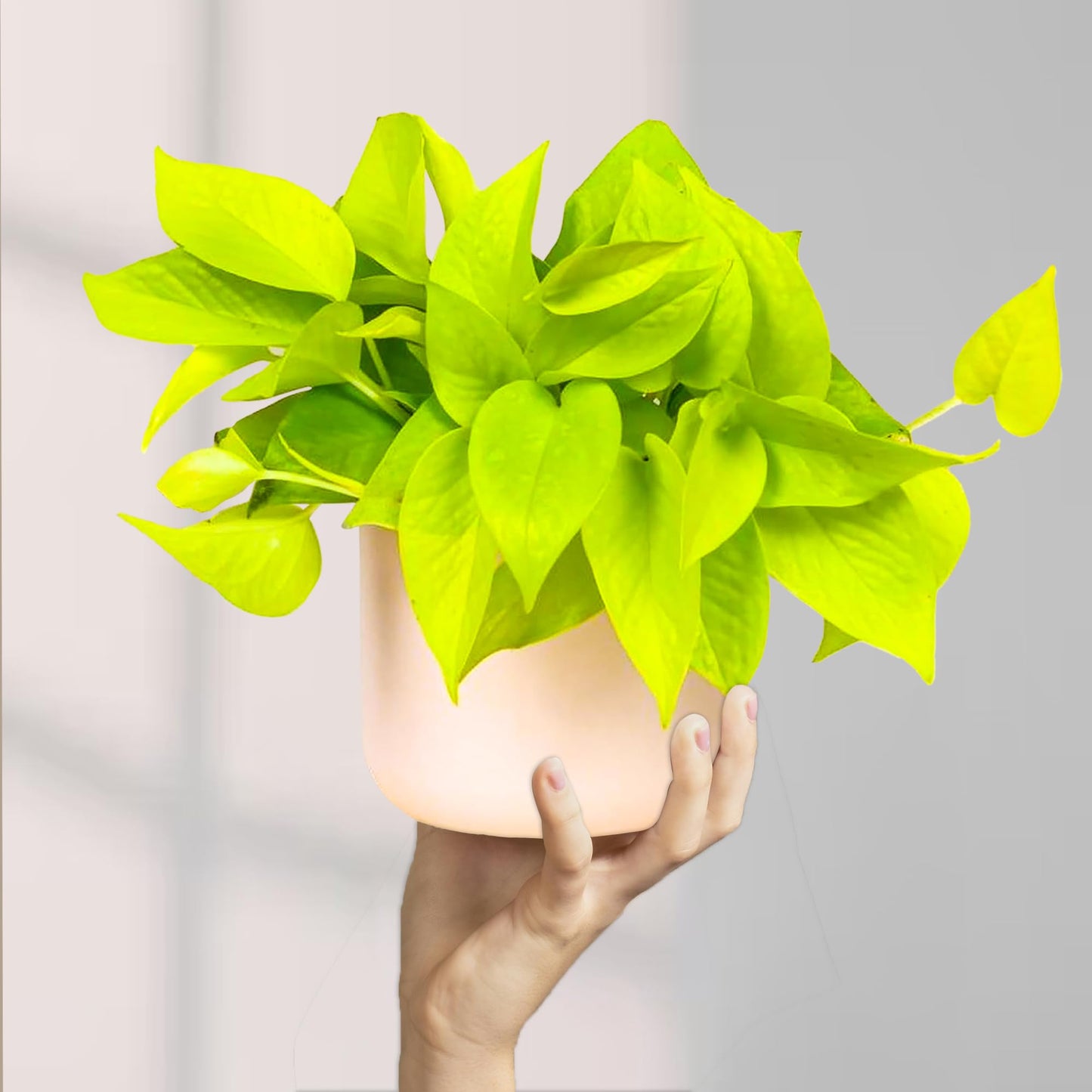 Pothos Neon Live Plant (Devil’s Ivy) – 4″ Bright Chartreuse Variety of Golden Pothos - Low Maintenance Indoor Houseplant - Air Purifying Epipremnum Aureum - Easy Care for Home & Office