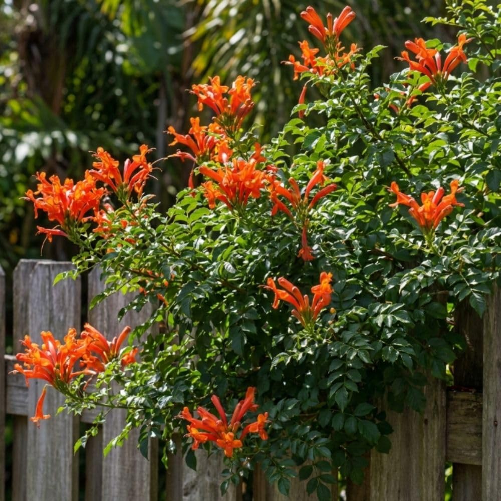 Live Orange Honeysuckle Plant, 6-10 InchTall, Orange Honeysuckle 4 Inch Pot, Climbing Flowering Vine for Outdoor Growing