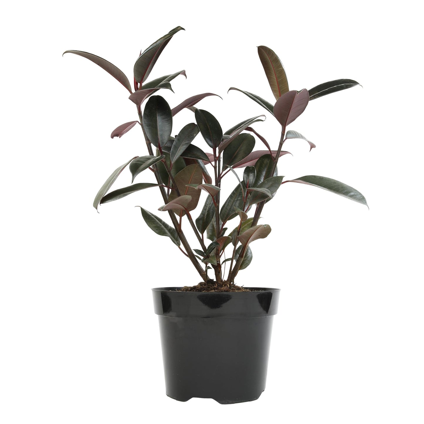 Live Ficus Burgundy, Ficus Tree, Rubber Tree Indoor Houseplant in 8 in. Grower Pot by Plants for Pets