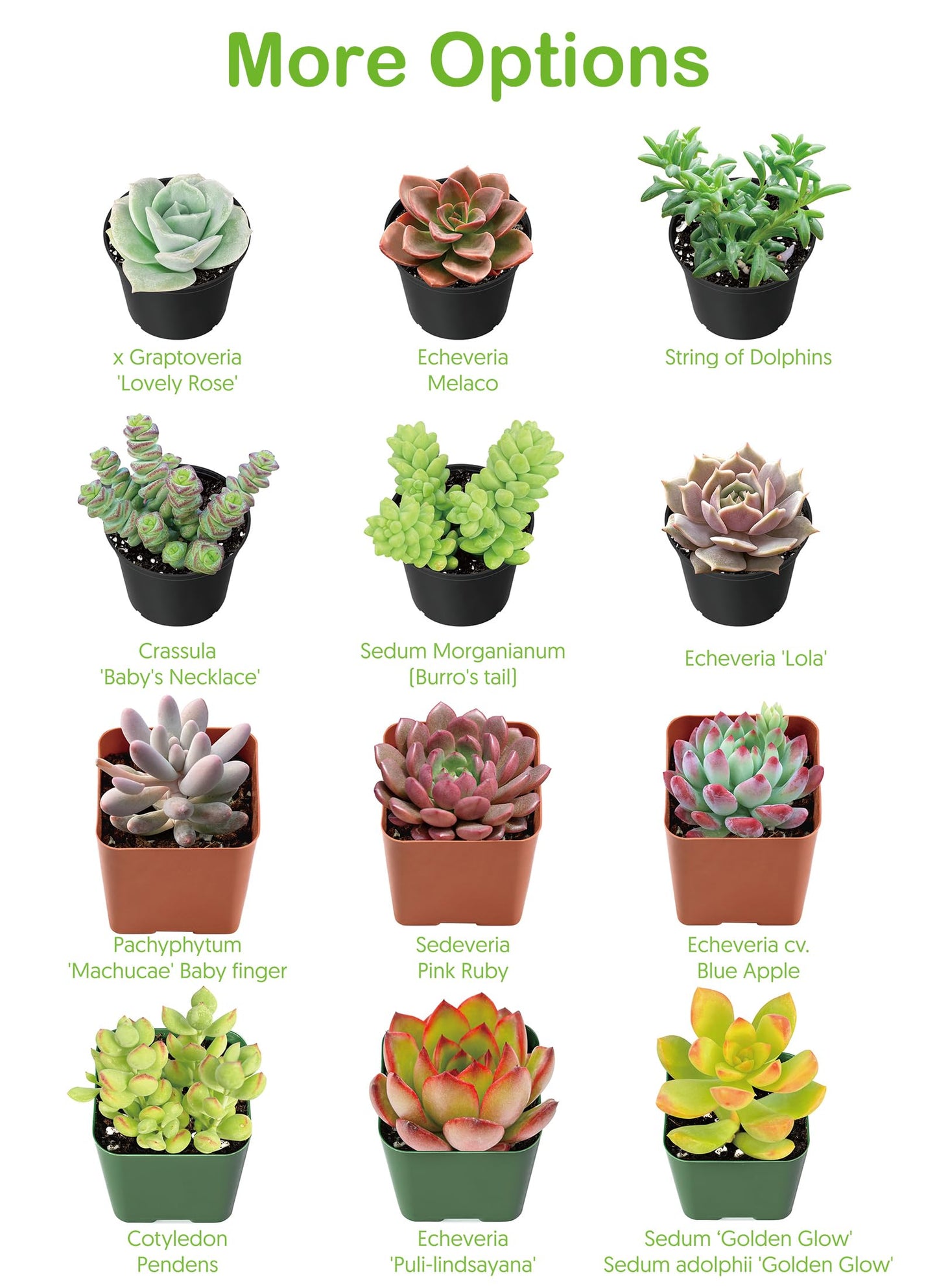 4" Live Succulent Plants Tradescantia Nanouk, Easy Care Potted Succulents, Indoor Houseplant, Unique Gifts, Home Office Décor