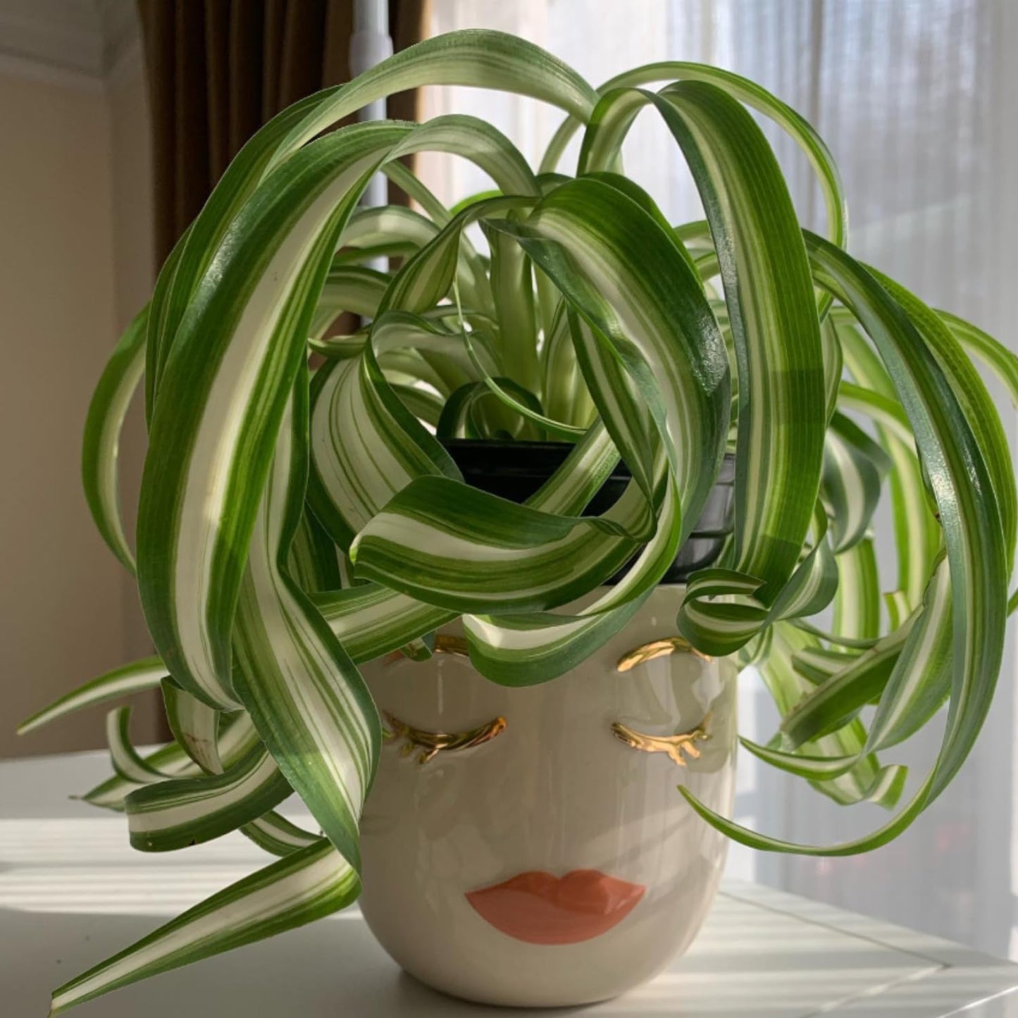 Curly Spider Plant, Variegated Spider Live House Plant, 2-4 Inc Tall, Indoor Outdoor Planting, No Pot