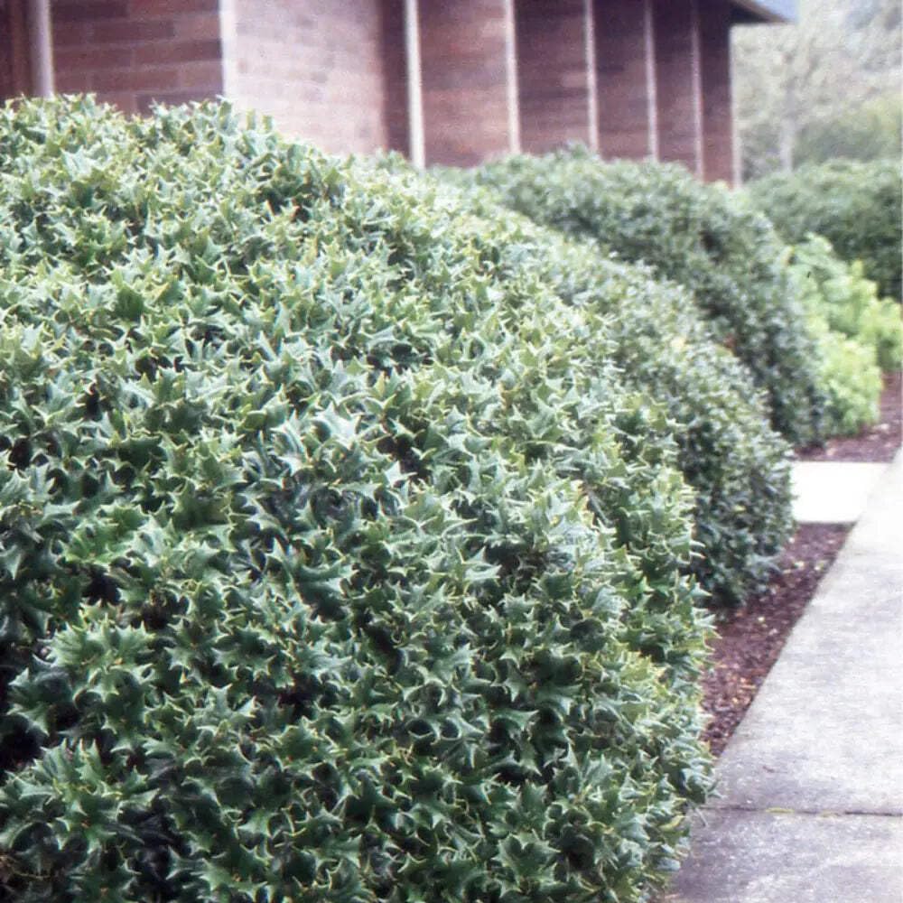 Ilex Rotunda, Dwarf Chinese Holly Evergreen Shrub 3 Gallon