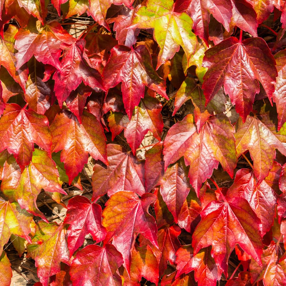 Boston Ivy Plant, Live Climbing Ivy Plant Starter in Pot, 3-6 Inch Tall, Outdoor Garden Planting
