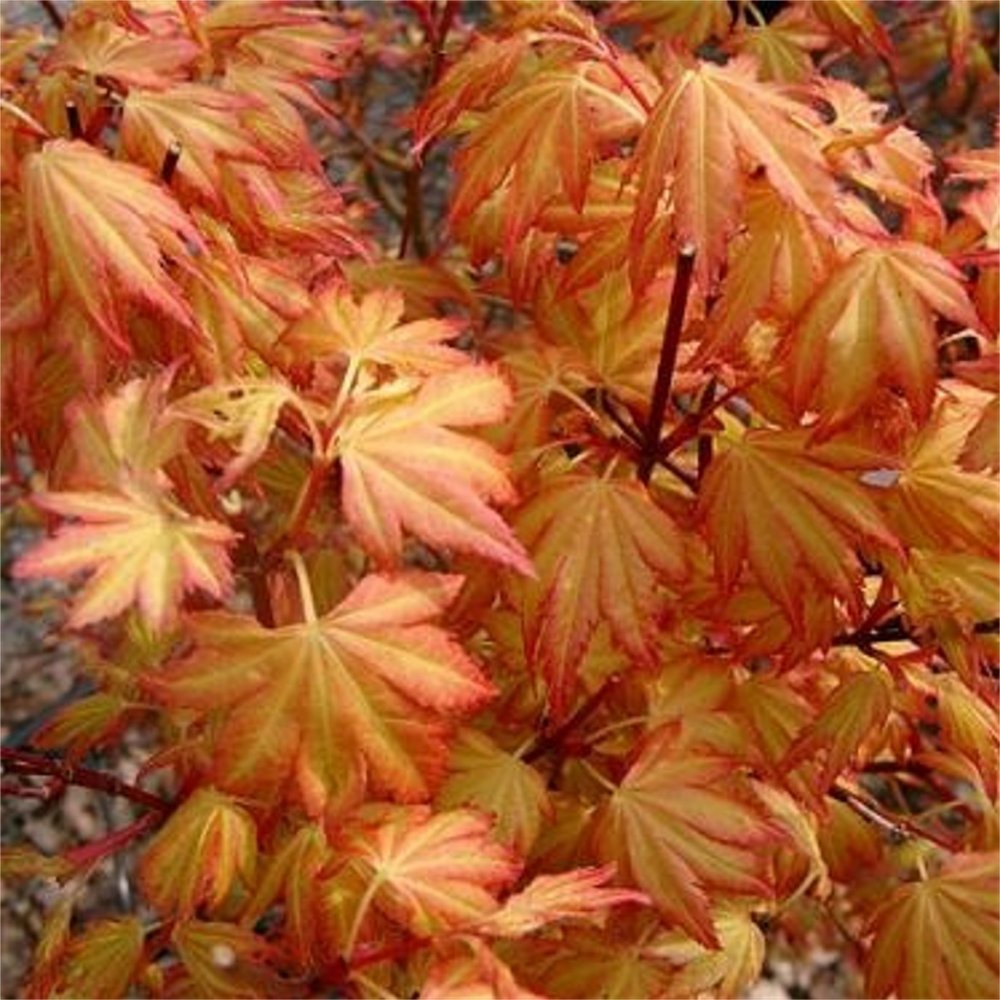 Orange Dream Japanese Maple Tree - (2.5 QT)