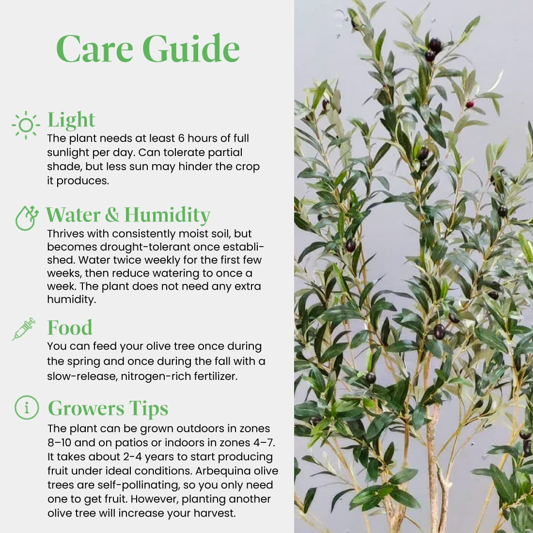 American Plant Exchange Live Olive Tree, Arbequina – Real Fruiting, Edible Indoor/Outdoor Houseplant – Large 10-Inch Pot, Perfect for Home, Office, Patio & Garden Décor