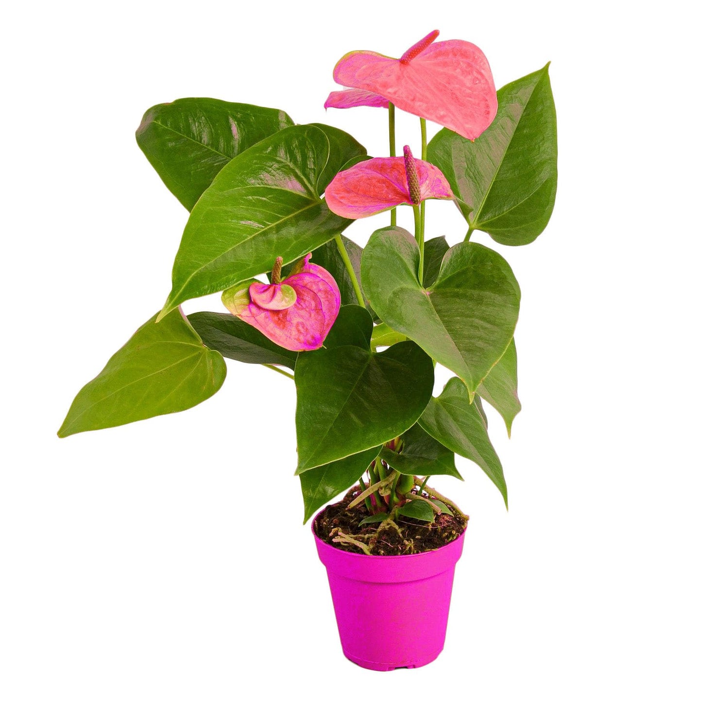 Anthurium 'Pink' in 4in Pot - Live Plants Tropical Houseplants | Variegated | USA Growers | The Snobby Leaf