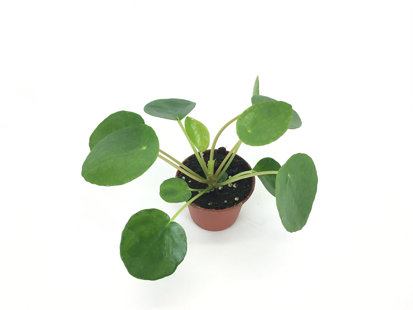 Pilea peperomioides (2" Pot) (Chinese Money Plant/Pancake Plant/UFO Plant)