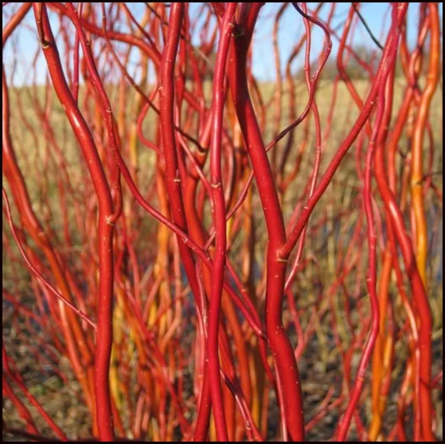 Scarlet Curly Willow Cuttings to Plant - Vibrant Red Corkscrew Willow | Fast Growing Ornamental Tree | Live Dormant Hardwood Starts (2 Cuttings)