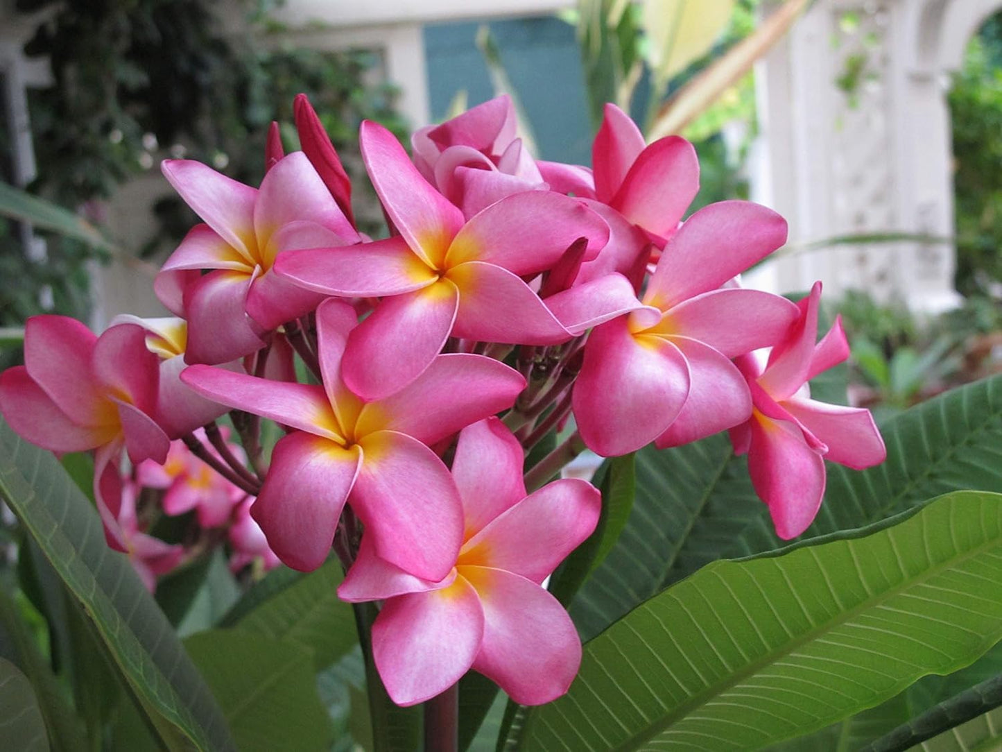 Pink Plumeria Plant Cuttings Live Hawaiian Tropical Plants 9-12 inches Long 1 Pack Discount Hawaiian Gifts