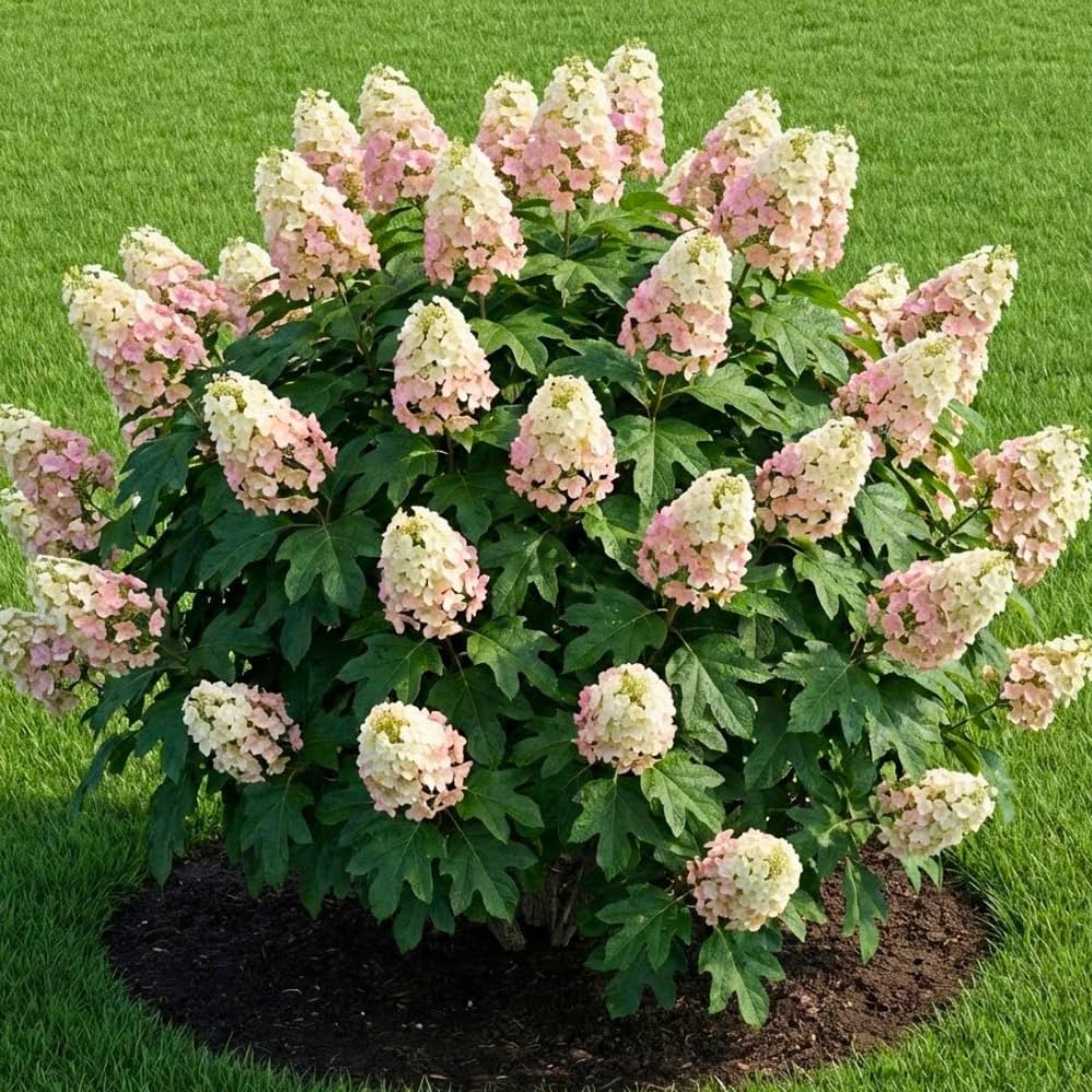 Oakleaf White to Red Pink Hydrangea Plant Live Tree, Rare Color, 4" Pot, Perennial and Hardy Blooming Shrub for Garden Spring Planting