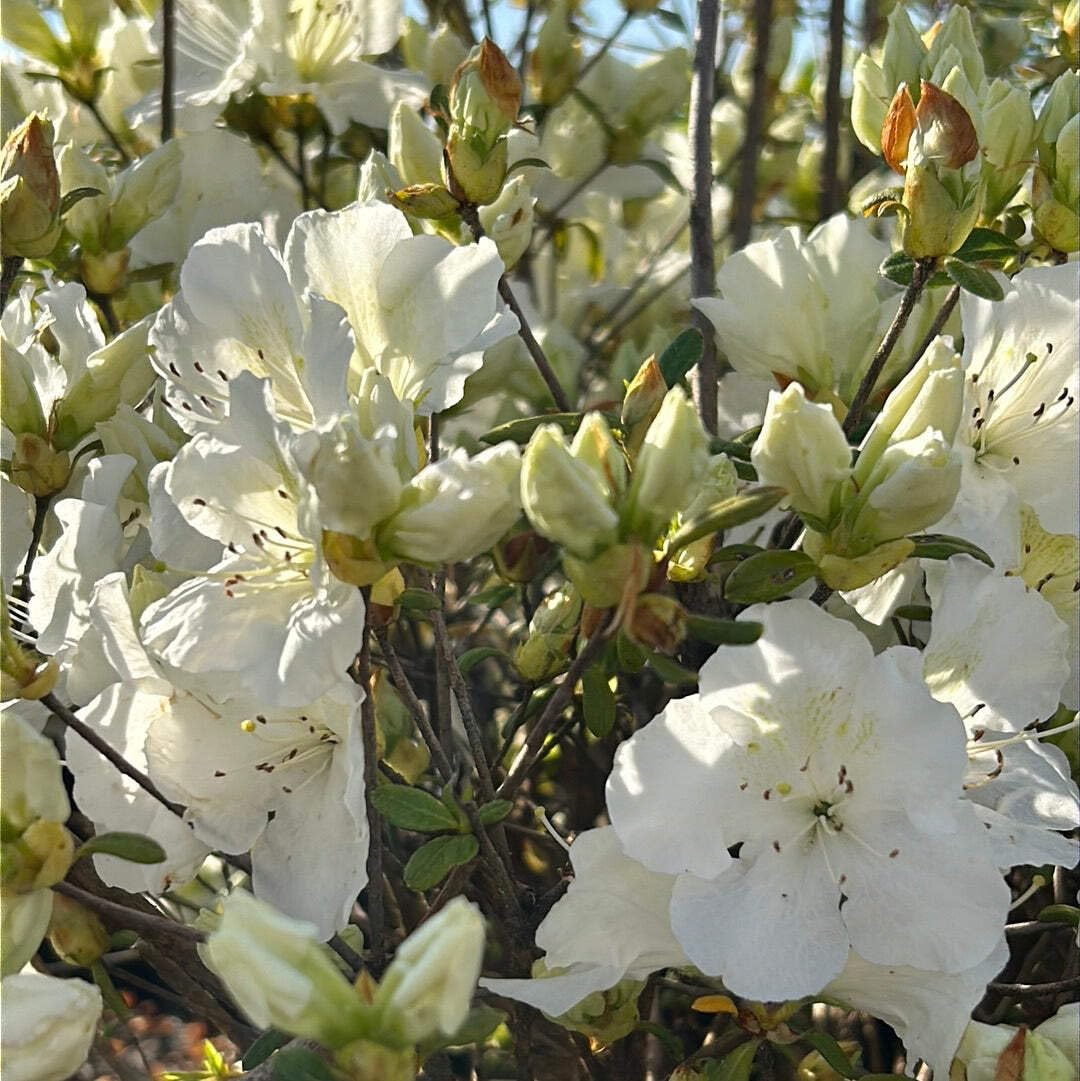 Azalea Pleasant White, 3 Gallon, Low Growing Evergreen Shrub, Part Sun, White Blooms