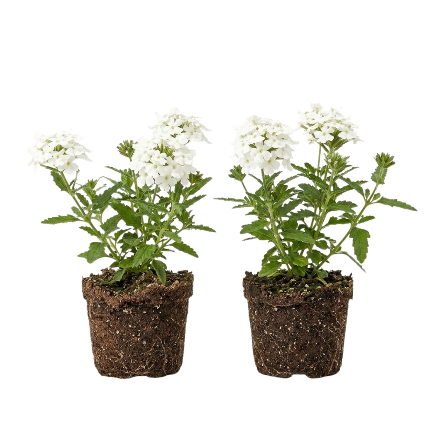 2 White Verbena Live Plants, Trailing Verbena Plants for Planting Outdoor, Perennial Ground Cover Flowers 4-7 Inches