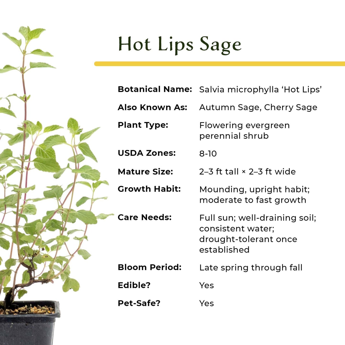 6 Hot Lips Sage in 3.5” Nursery Cubes (Salvia microphylla ‘Hot Lips’) | Vibrant Red & White Flowering Perennial Shrub for Borders, Containers & Pollinator Gardens | Ready-to-Plant Live Starter Plants