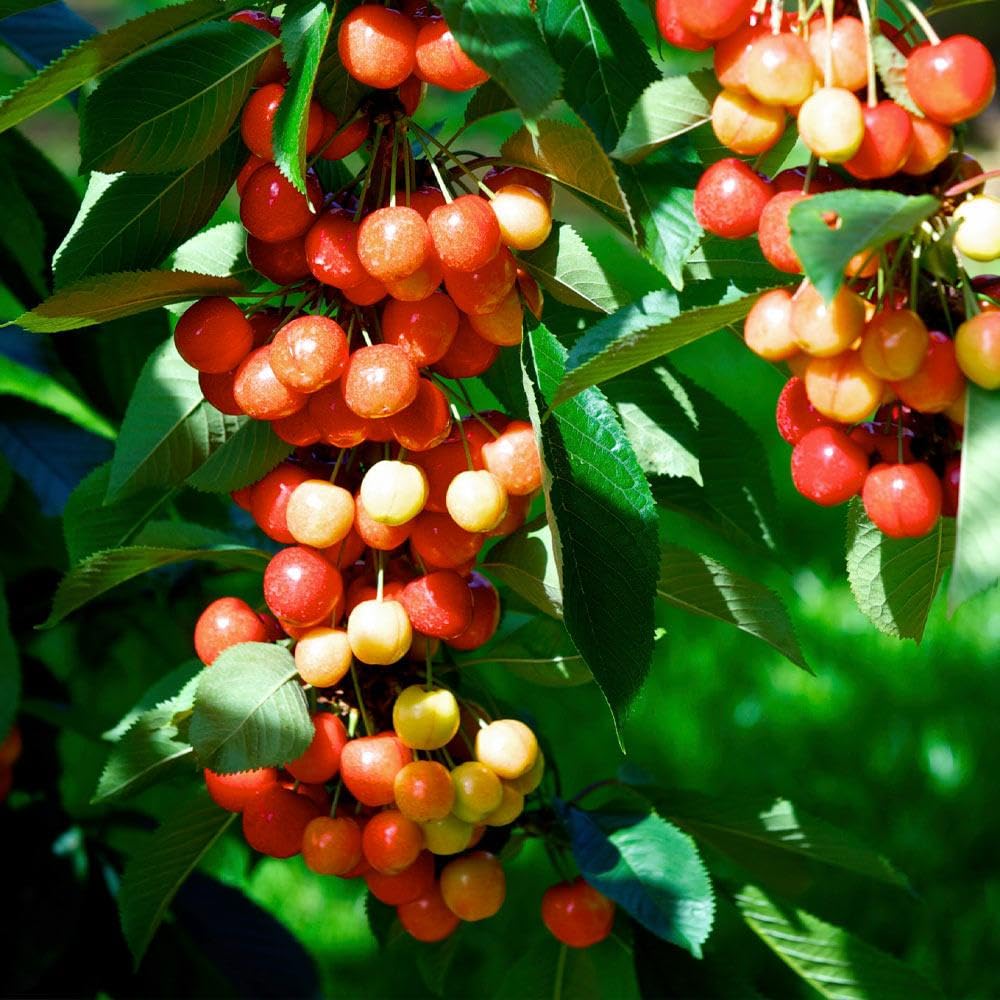 Brighter Blooms - Rainier Cherry Tree, 4-5 ft. - No Shipping to AK, AZ, CA, CO, HI, ID, OR, WA