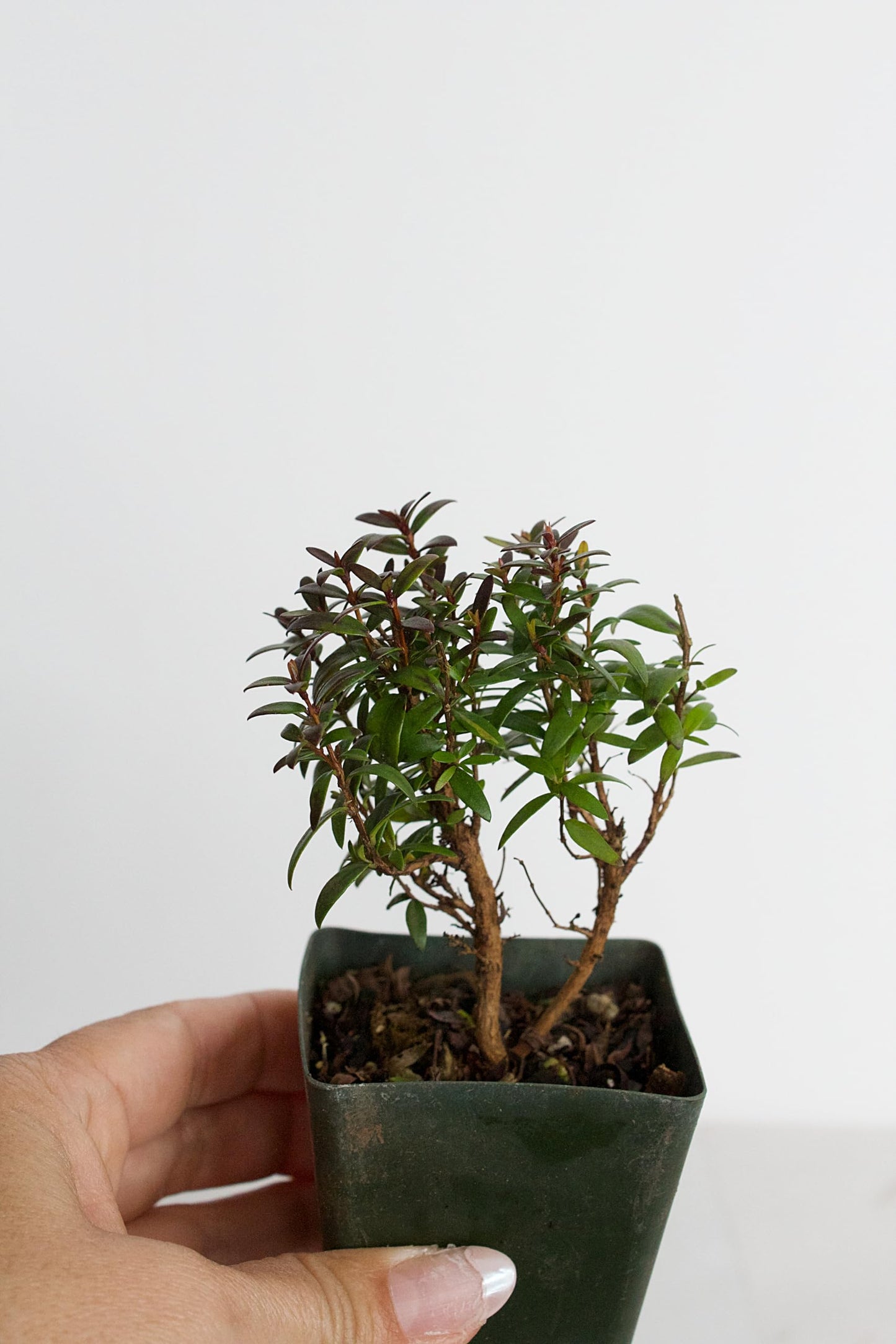 Generic Bonsai Starter Myrtle Compacta Plant Gift Mini Starter Plant 2 inch Pot Outdoor Zen Garden Gift for Mom (1), Green