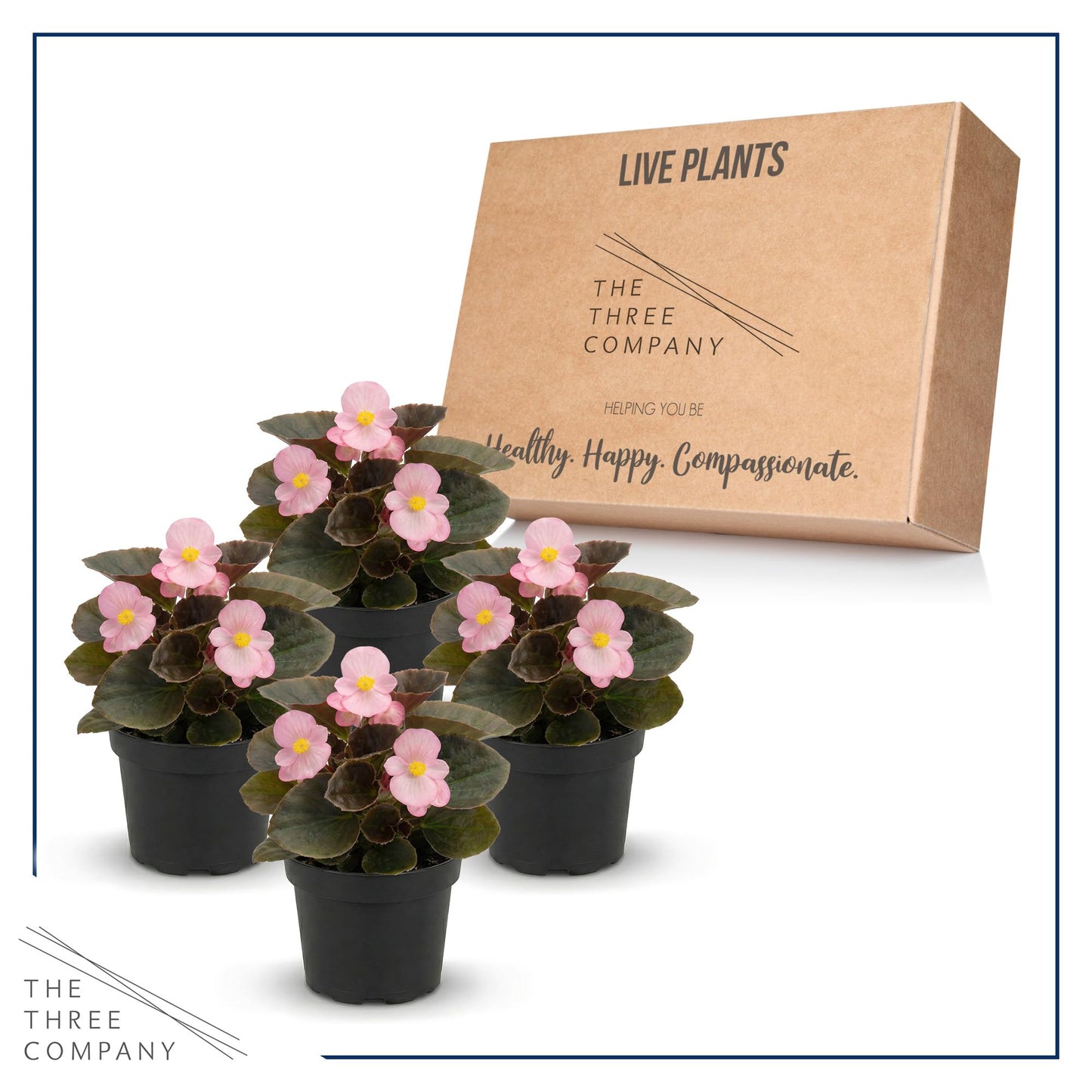 Live Begonia - Dark Leaf Cocktail Pink (4 Per Pack), Beautiful Shade Annual, Ships 8" Tall by 4" Wide in 1 Pt Pot