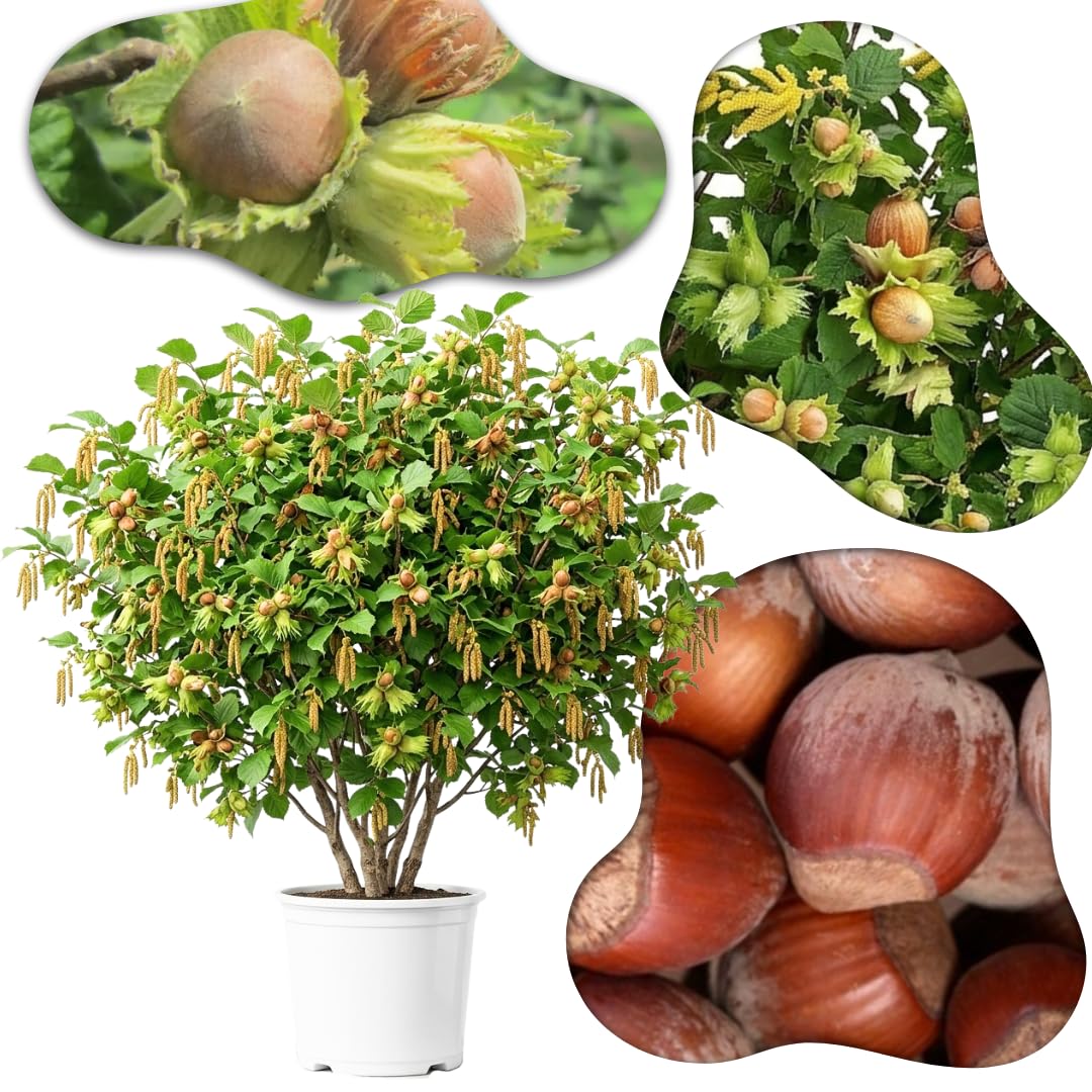 Hazelnut Tree Live Plant, 2–3 Ft Tall in 3 Gallon Pot, Hardy Nut Tree for Outdoor Garden Planting