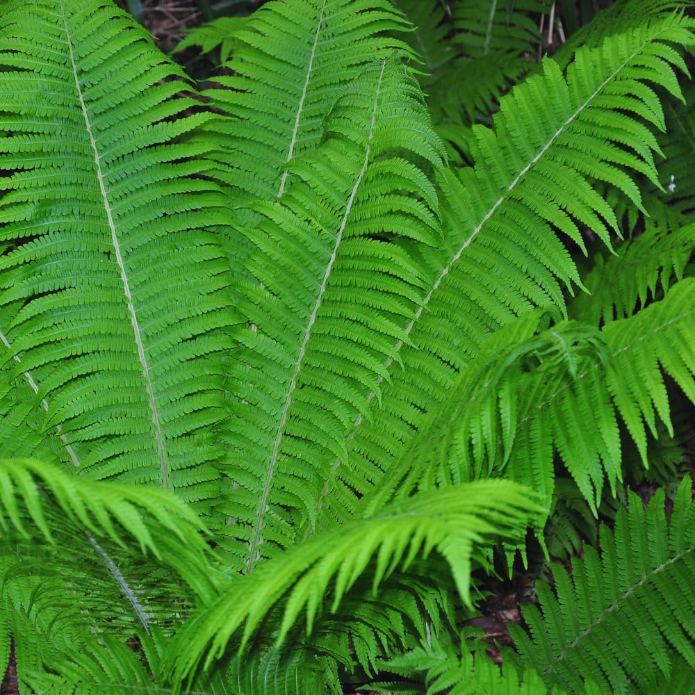 5 Roots of Ostrich Fern, Fern Plants Live, Live Fern Plants, Fern Plant Seedlings, Fern Rhizomes for Planting, 5 Roots