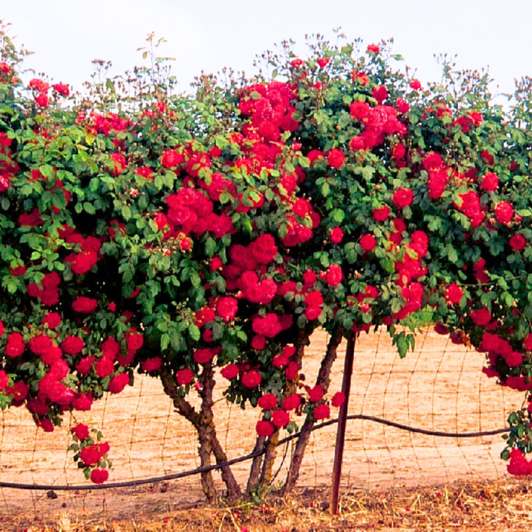 Red Climbing Rose Live Plant, Fragrant Rose Bush Ready to Plants, Zone 5 to 9, Size 3 to 5 Inches and Bare Root