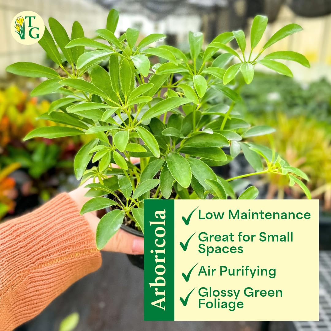 Thorsen's Greenhouse Live Arboricola Umbrella Tree Plant, Schefflera Arboricola, Natural Air Purifier, Easy to Grow, Live Indoor Houseplant, 4-inch Diameter (White)
