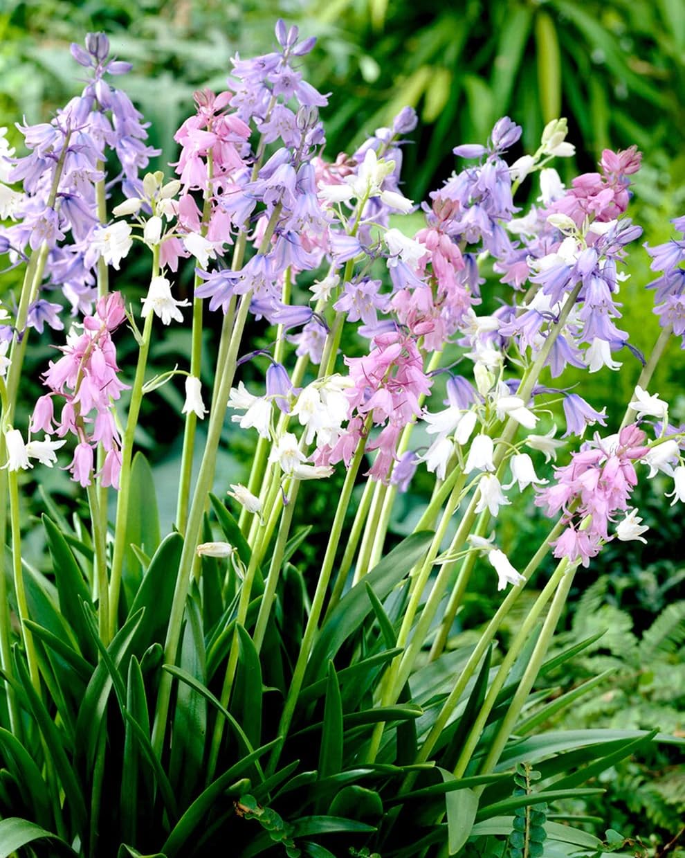 Votaniki Spanish Bluebell Mixture - Perennial Spanish Bluebells (Wood Hyacinth) Bulbs for Planting | Spring Flowering Bulbs, Bell Shaped Flowers - Easy to Grow (12 Pack)