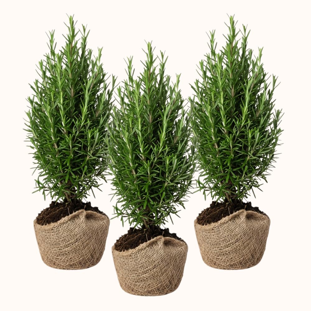 Set 3 Blue Rosemary Plants Live, Rosemary Live Plant, Edible and Fragrant Herbs, Rosemary Seedling for Indoor Outdoor Planting, 4-6 Inches Starter Plant