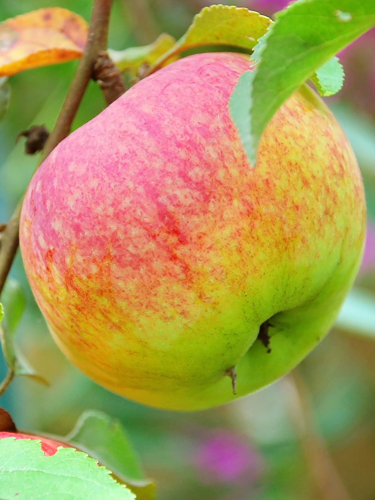 Winesap Apple Trees, Late-Season Harvest, Deciduous, Large Bright Red Fruit, 1 gal Nursery Pot, 2-3 ft. Tree Height (Due to Agricultural Laws, we Cannot Ship to CA, AZ, AK, or HI)