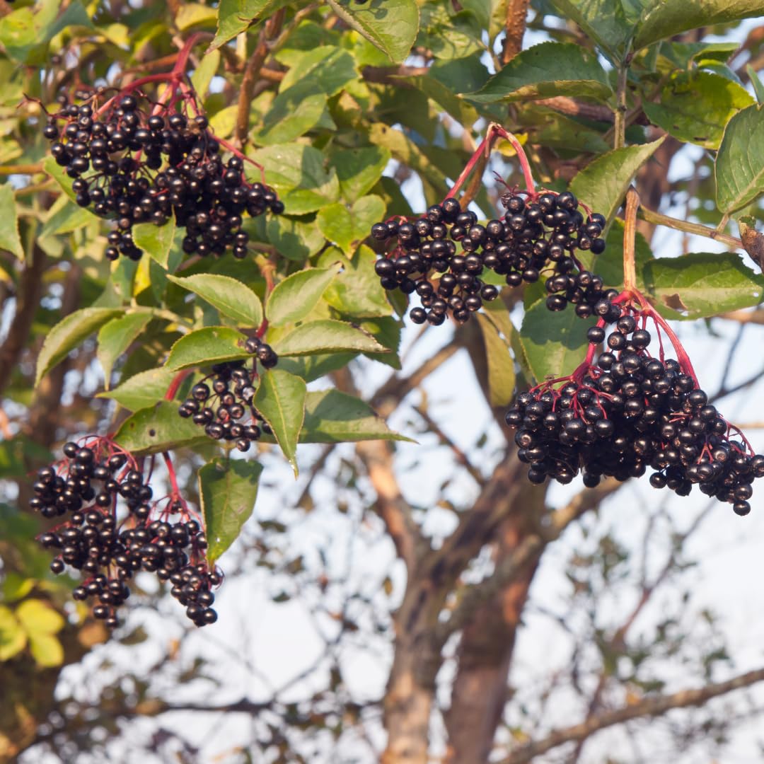 Set of 5 Elderberry Plants Live, Elderberry Cuttings, Sweet Fruit, 6-10 Inch Tall for Growing