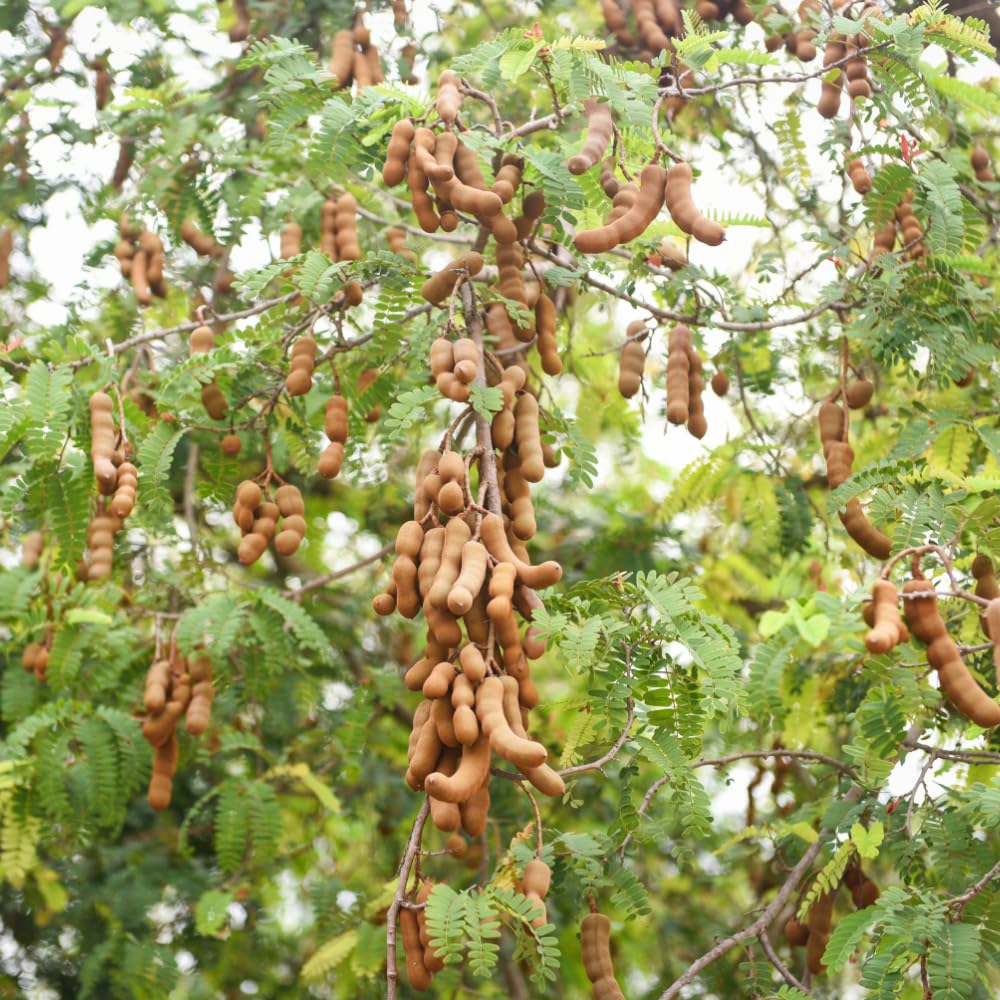 Sweet Tamarind Plant Live, Tamarind Tree, Perennial Tamarinds Fruit Tree, Fragrant and Edible Fruit for Planting, Well Rooted 2-3 Feet Tall in One Gallon Pot